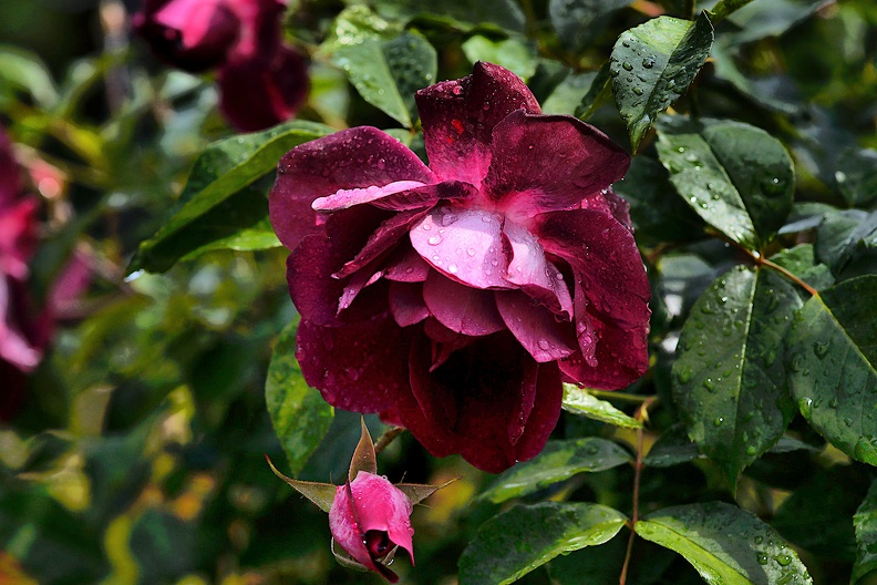 rosa centifolia 2020.38_as.jpg