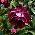 rosa centifolia 2020.38 as