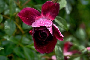 rosa centifolia 2020.36 as