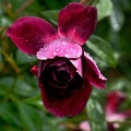 rosa centifolia 2020.36 as