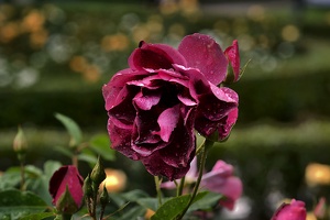 rosa centifolia 2020.39 as