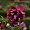 rosa centifolia 2020.39_as.jpg