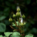 rosa centifolia 2020.40_as.jpg