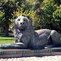 lion 2020.01_rt.jpg