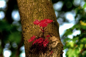 red.leaves.2011.01 as