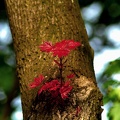 red.leaves.2011.01_as.jpg