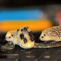 hedgehog 2013.01_as.jpg