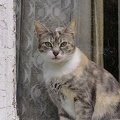 cat 2008.01 as