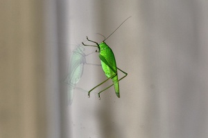 grasshopper 2008.01 as