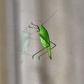 grasshopper 2008.01 as