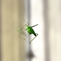 grasshopper 2008.02_as.jpg