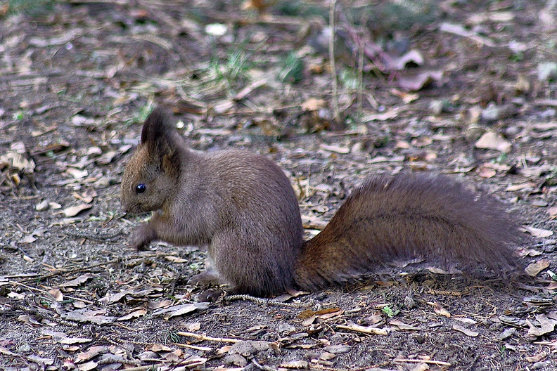 squirrel 2007.01_as.jpg