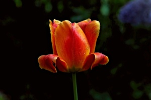 la.tulipe.2016.02 as