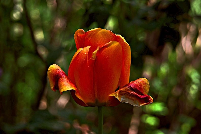 la.tulipe.2016.03_as.jpg