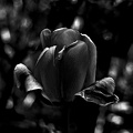 la.tulipe.2016.03 as bw