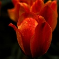 la tulipe 2021.02_as.jpg