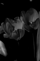 la tulipe 2021.13 as bw