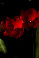 la tulipe 2021.13 as