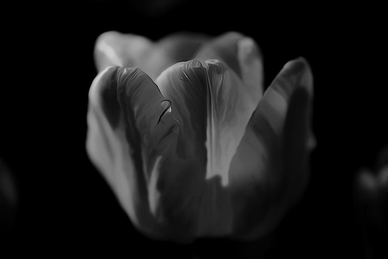 la tulipe 2021.16_as_dream_bw.jpg