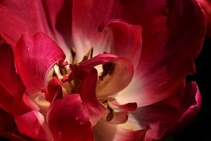 la tulipe 2021.17 as