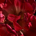 la tulipe 2021.18_as.jpg