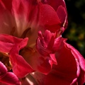 la tulipe 2021.19_as.jpg