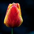 la tulipe 2021.31 as
