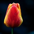 la tulipe 2021.31_as_dream.jpg