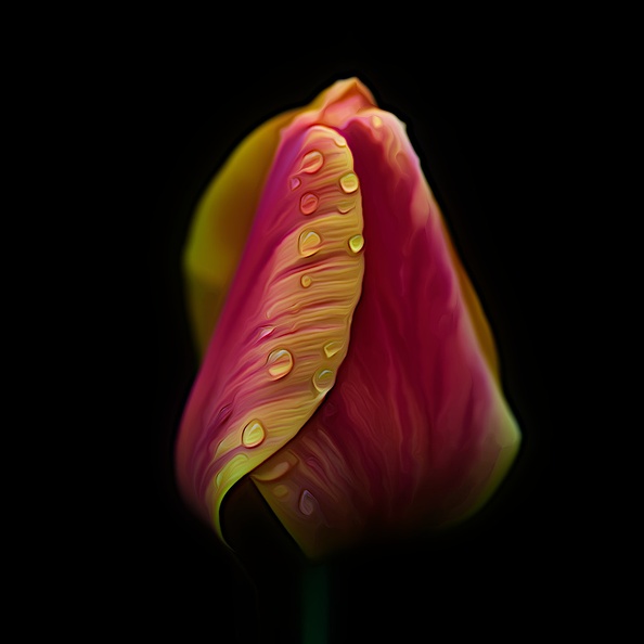 la tulipe 2021.30_as_dream.jpg