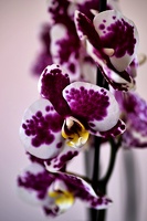 orchideae.2021.01 as