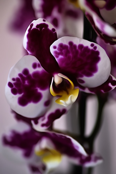 orchideae.2021.02_as_dream.jpg
