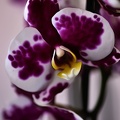 orchideae.2021.02 as dream