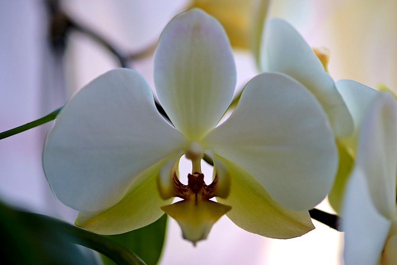 orchideae.2021.06_as.jpg