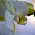 orchideae.2021.05_as.jpg