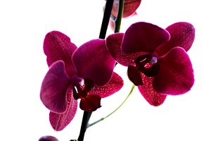 orchideae.2021.04 as