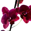 orchideae.2021.04 as
