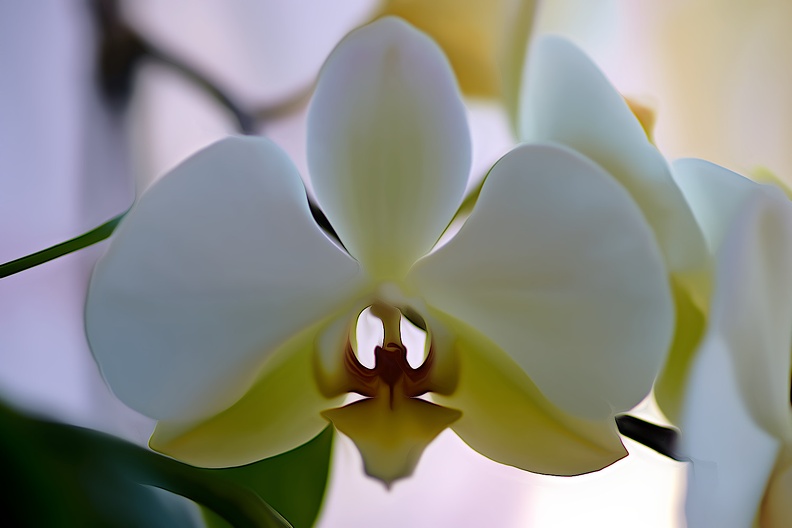 orchideae.2021.06_as_dream.jpg