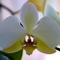 orchideae.2021.06_as_dream.jpg