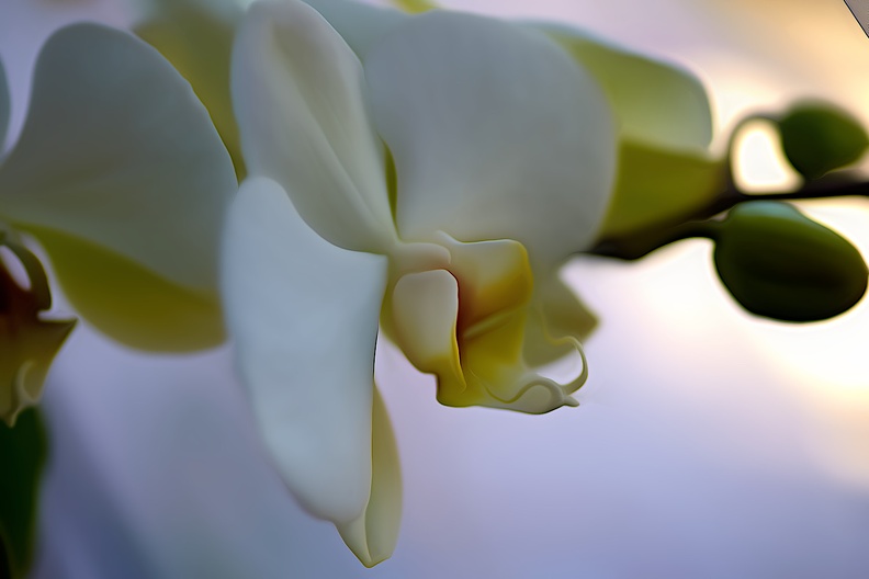 orchideae.2021.05_as_dream.jpg
