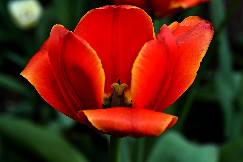 la tulipe 2021.32_as.jpg