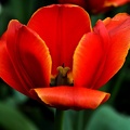 la tulipe 2021.32_as.jpg