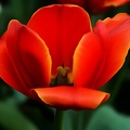 la tulipe 2021.32_as_dream.jpg