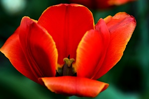 la tulipe 2021.33 as