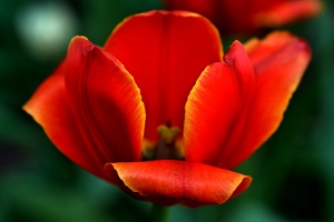 la tulipe 2021.34 as