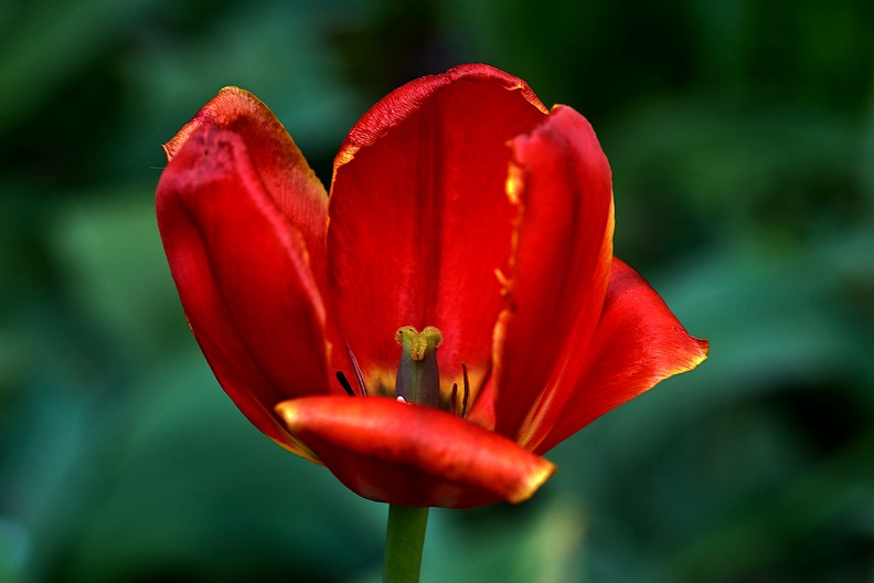 la tulipe 2021.35_as.jpg