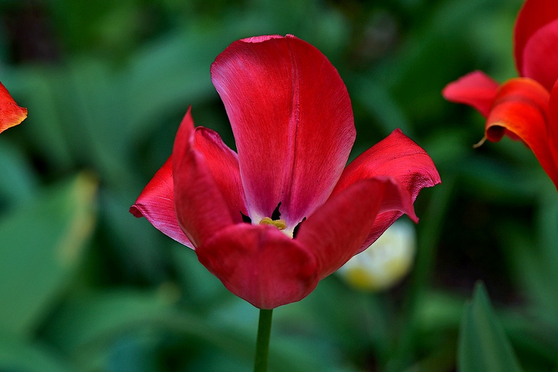 la tulipe 2021.36_as.jpg