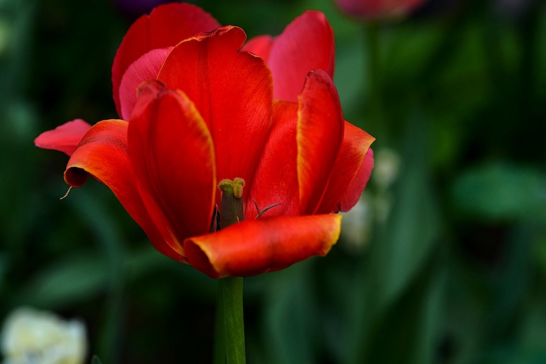 la tulipe 2021.37_as.jpg