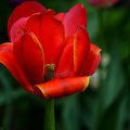 la tulipe 2021.37_as.jpg