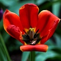 la tulipe 2021.39_as.jpg