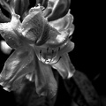 rhododendron 2021.01_as_bw.jpg